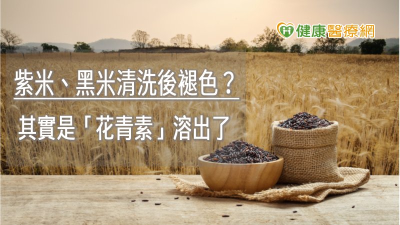紫米、黑米清洗後褪色？　其實是「花青素」溶出了